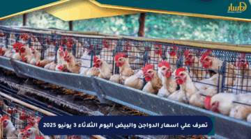 تعرف على أسعار الدواجن والبيض اليوم الثلاثاء 3 يونيو 2025